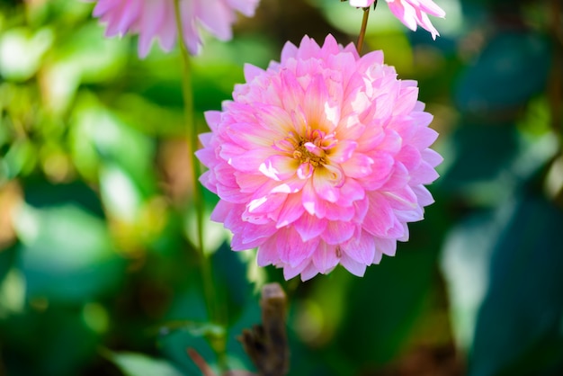 Belles fleurs de dahlia