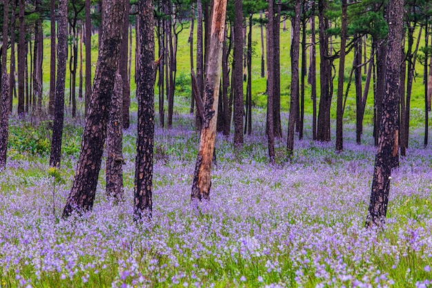 Belles fleurs dans la forêt d'arbres