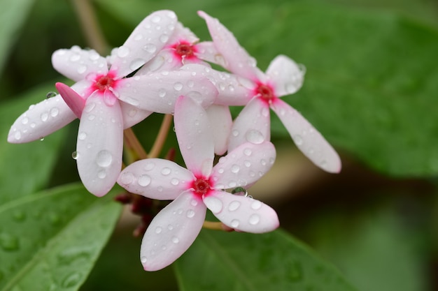 Photo belles fleurs dans le jardin floraison en été.jardin formel paysager.