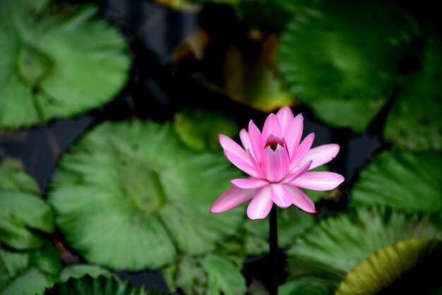 Belles fleurs dans le jardin Floraison en été. Jardin officiel paysagé.