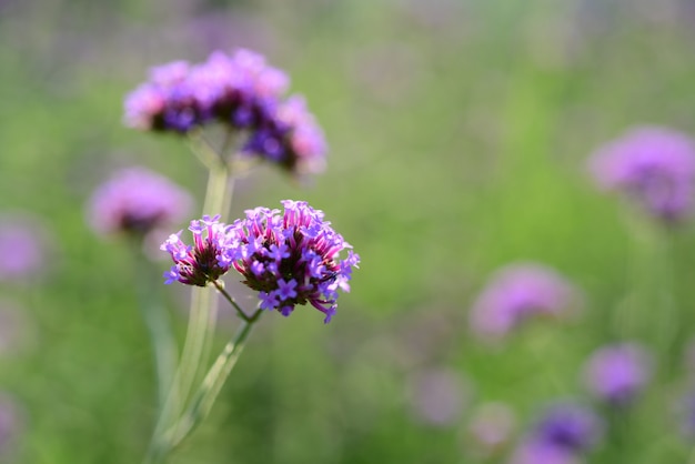 Belles fleurs dans le jardin Floraison en été.