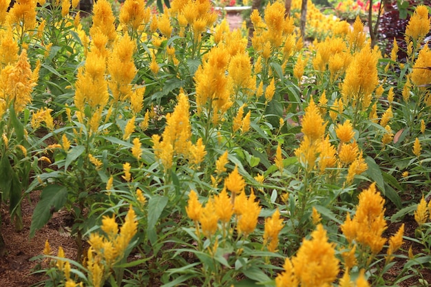 belles fleurs dans le jardin