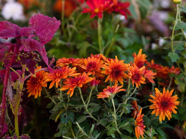 belles fleurs dans le jardin