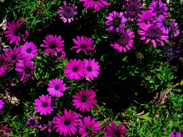 belles fleurs dans le jardin