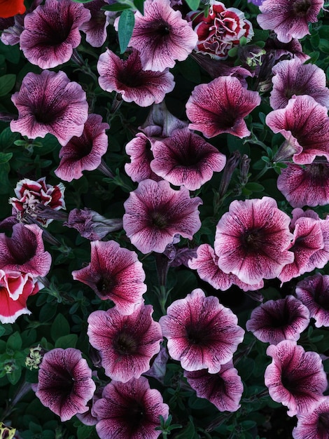 belles fleurs dans le jardin