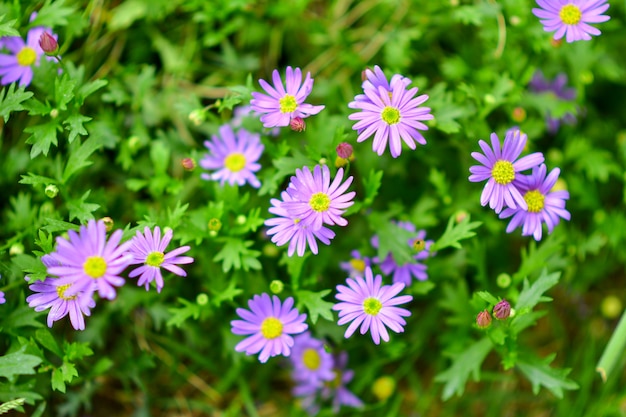 Belles fleurs dans le jardin.