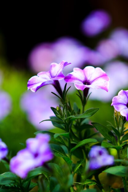 Belles fleurs dans le jardin.