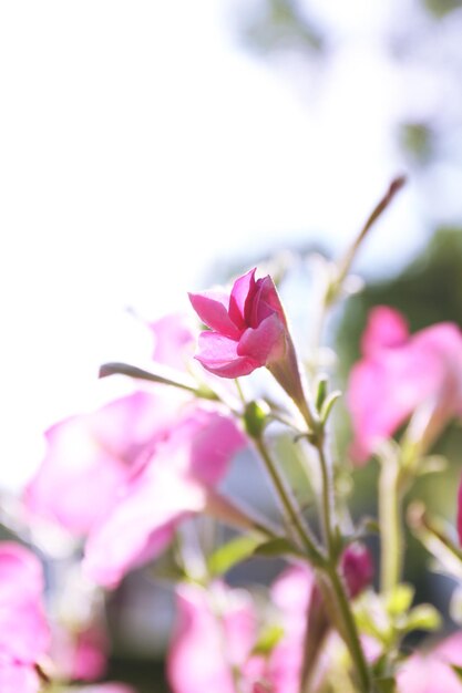 belles fleurs dans le jardin