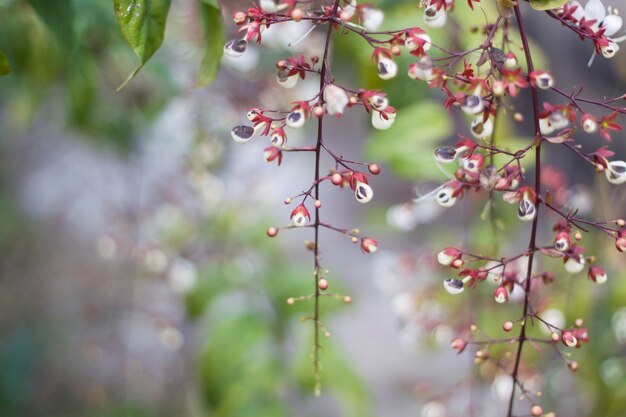 Photo belles fleurs dans le jardin