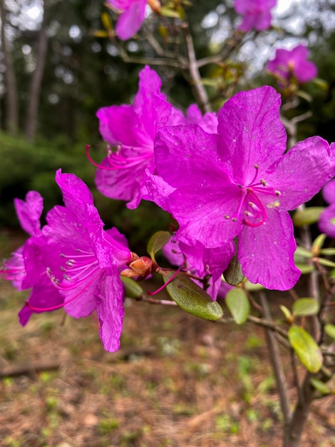 belles fleurs dans le jardin