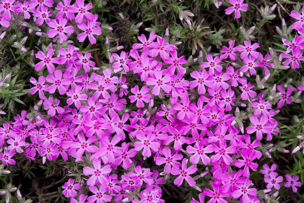 belles fleurs dans le jardin