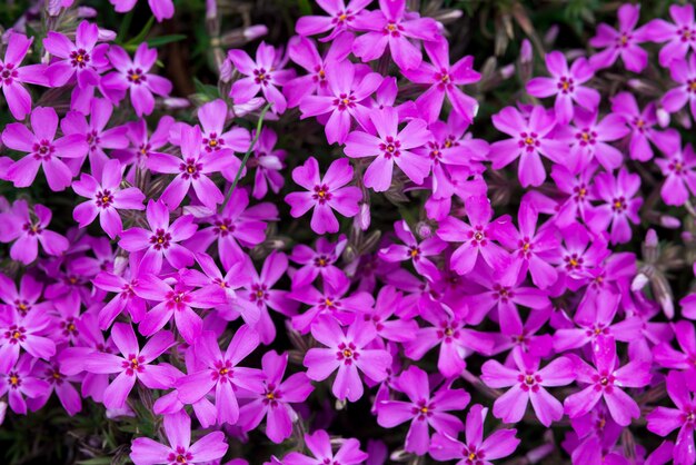 belles fleurs dans le jardin