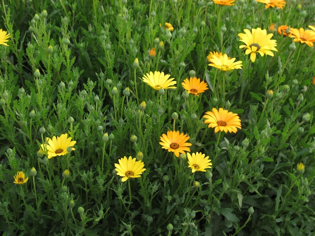 belles fleurs dans le jardin