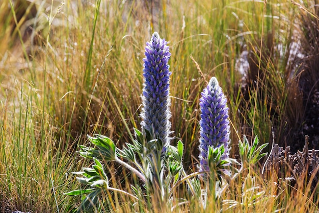 Belles fleurs dans les montagnes de la Cordillère Huayhuash, Pérou, Amérique du Sud