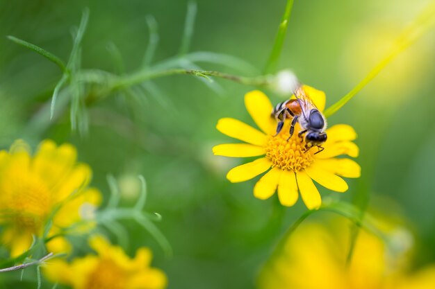 Belles fleurs dans la nature, espace copie.