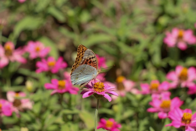 Belles fleurs dans la nature