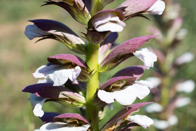 Belles fleurs dans la nature