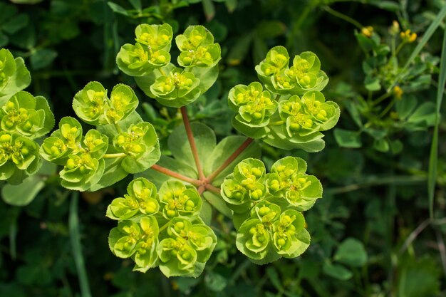 Belles fleurs dans la nature