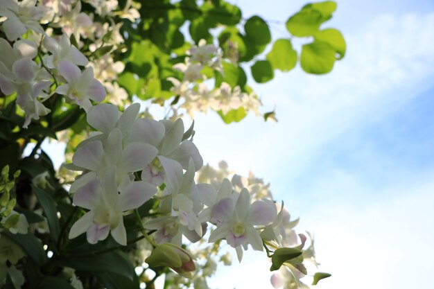 Belles fleurs dans le parc