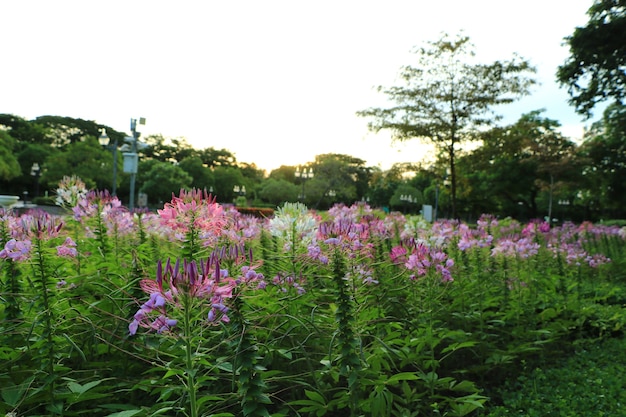 Belles fleurs dans le parc