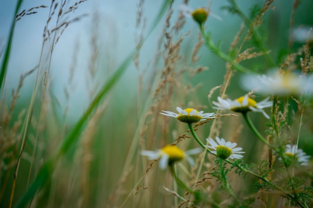 belles fleurs dans le parc