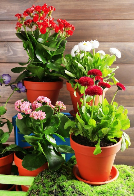 Belles fleurs dans des pots de fleurs sur fond de bois