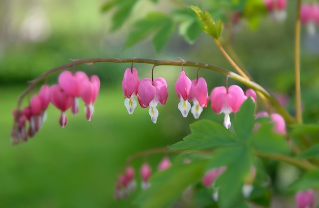 Belles fleurs de Dicentra spectabilis cœur saignant dans des formes de coeurs en fleurs sur fond vert