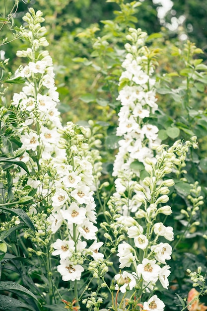 Belles fleurs doubles blanches de delphinium fleurissant dans un jardin biologique en été. Notion de botanique. Verticale.