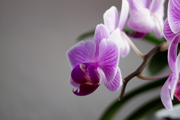 Belles fleurs douces d&#39;orchidées Phalaenopsis sur fond gris.