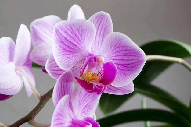 Belles fleurs douces d&#39;orchidées Phalaenopsis sur fond gris.