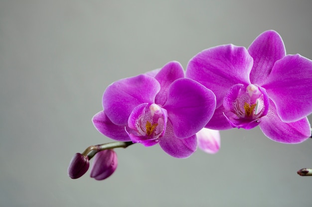 Belles fleurs douces d&#39;orchidées Phalaenopsis sur fond gris.