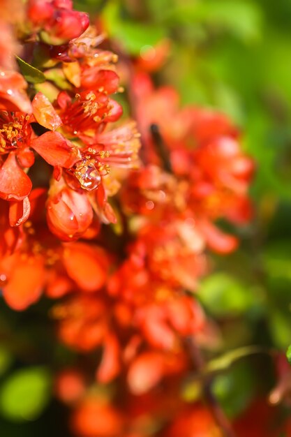 Belles fleurs du cognassier japonais en fleurs dans le jardin de printemps.