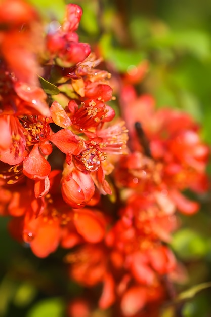 Belles fleurs du cognassier japonais en fleurs dans le jardin de printemps.