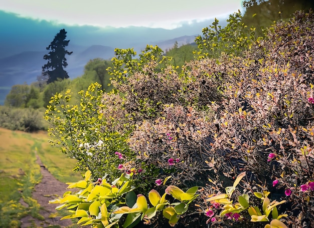 De belles fleurs, du feuillage, des montagnes, des sentiers, des paysages, des aventures.