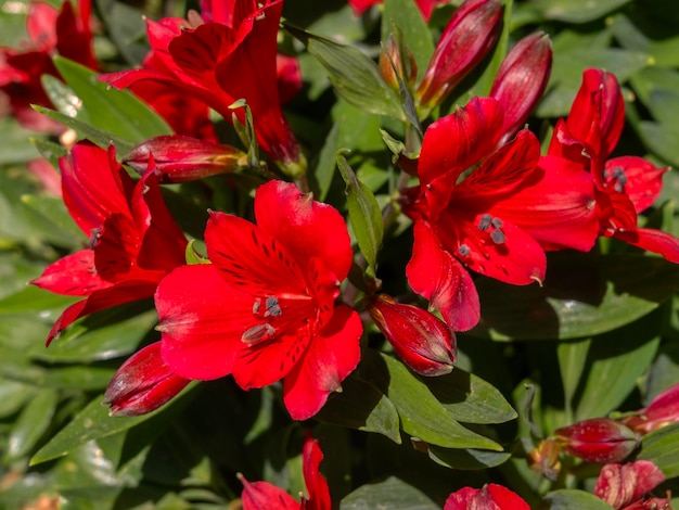 Les belles fleurs du lys Alstroemeria Inca