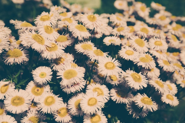 Belles fleurs épanouies dans le jardin, fond d'été. Fleur magique de la photographie sur fond flou