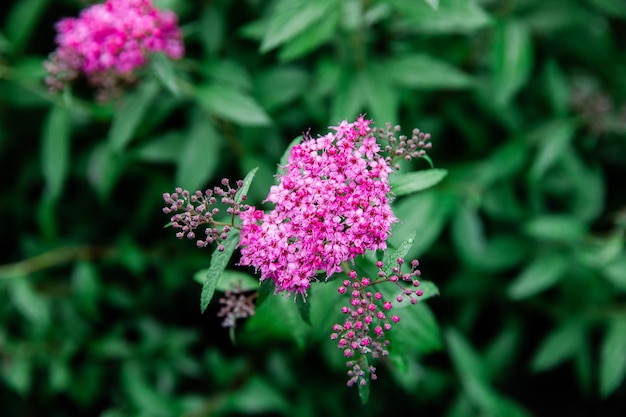 Belles fleurs épanouies dans le jardin, fond d'été. Fleur magique de la photographie sur fond flou