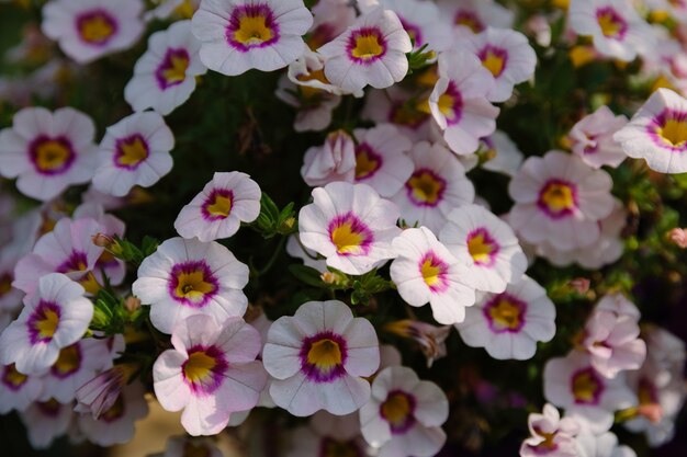 Belles fleurs épanouies dans le jardin, fond d'été. Fleur magique de photographie sur fond flou