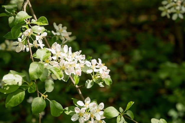 Belles fleurs épanouies de pommiers jardin de pommiers avec des pommiers en fleurs belle campagne