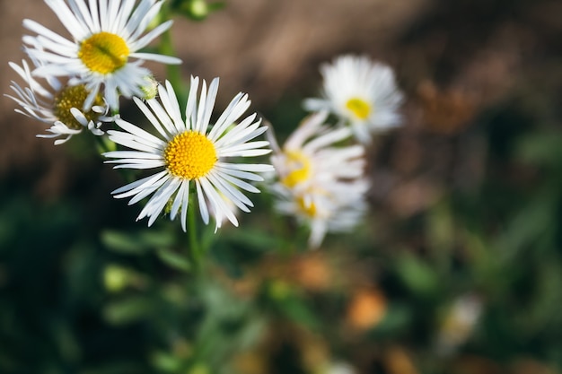 Belles fleurs d'Erigeron annuus avec des pétales blancs et un noyau jaune