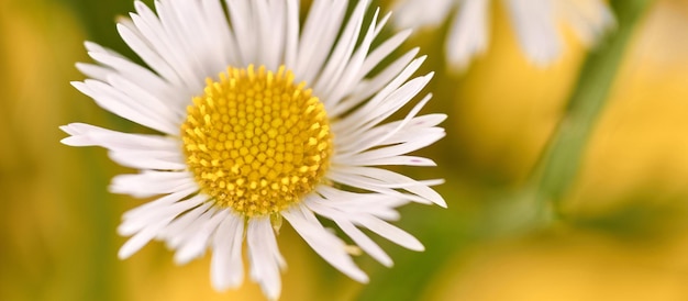 Belles fleurs d'erigeron annuus avec des têtes de fleurs blanches centre jaune fond de bannière jaune