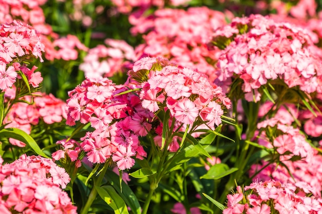 Belles fleurs d'été colorées qui fleurissent dans le jardin.