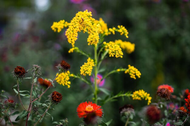 Belles fleurs d'été dans le pré