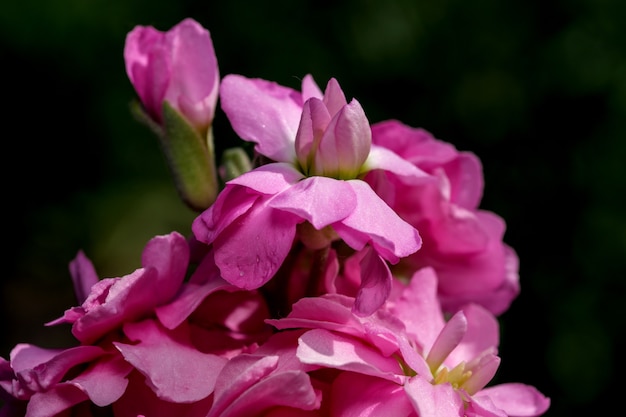 Belles fleurs d'été sur un parterre de fleurs de jardin tourné en gros plan par une belle journée ensoleillée d'été