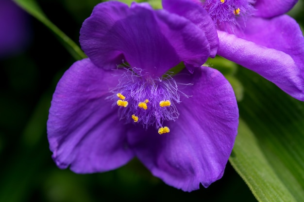 Belles fleurs d'été sur un parterre de fleurs de jardin tourné en gros plan par une belle journée ensoleillée d'été