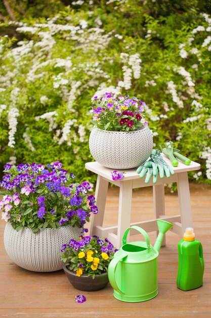 Belles fleurs d'été de pensée dans le jardin, arrosoir, outils