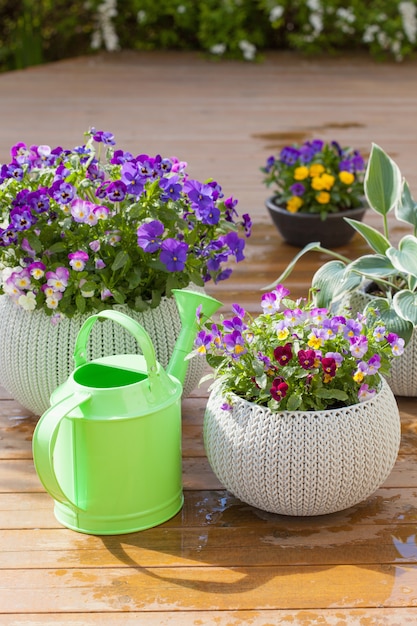 Belles Fleurs D'été De Pensée Dans Des Pots De Fleurs Dans Le Jardin Et L'arrosoir