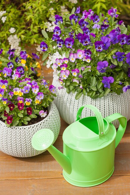 Belles fleurs d'été de pensée dans des pots de fleurs dans le jardin, arrosoir