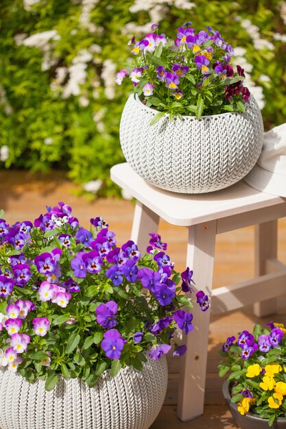 Belles fleurs d'été de pensée dans des pots de fleurs dans le jardin