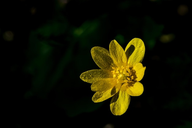 belles fleurs d'été